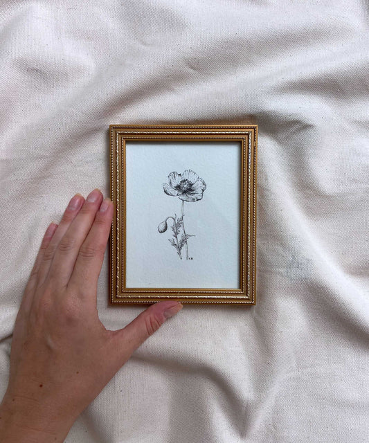 Poppy framed print
