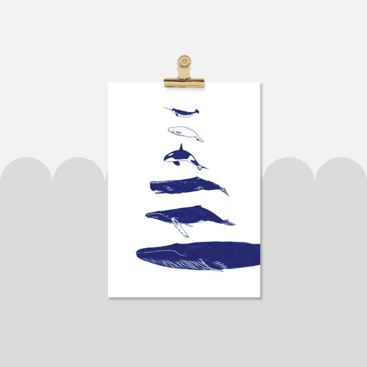 Whales Print - Types of Whales - Bamber Prints