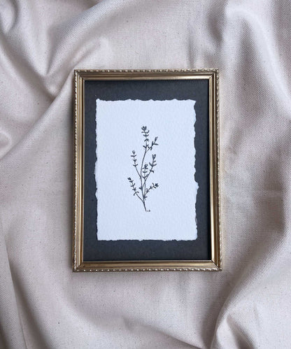 Thyme Study #20