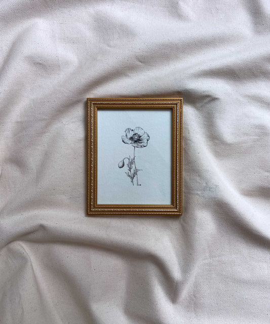 Poppy framed print