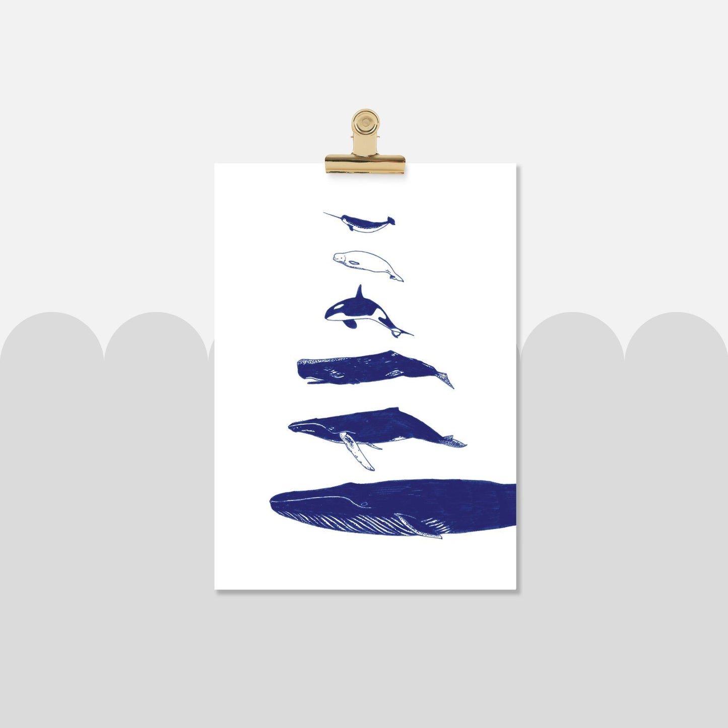 Whales Print - Types of Whales - Bamber Prints